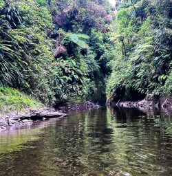 Bridge to Nowhere North Island