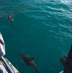 4 Dolphin encounter Kaikoura2