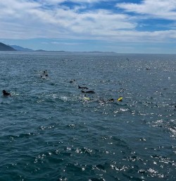 Dolphins in Kaikoura 18 November 2024 1