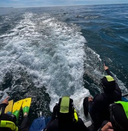 Dolphins in Kaikoura 18 November 2024 2