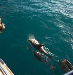 4 Dolphins playing near surface Kaikoura copy