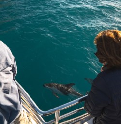 4 Dolphins swim past boat trip2