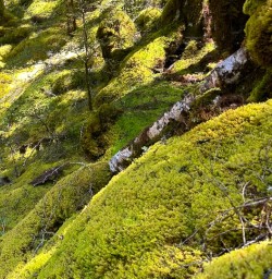 Flight Mount Aspiring National Park Wilderness Jet boat 25 December 2024 8