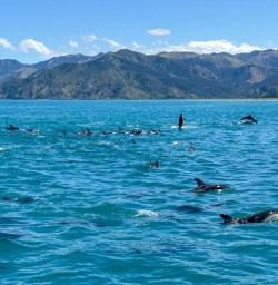 4 Kaikoura Dolphins Feb2025