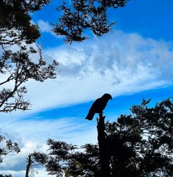 Kea Bird in New Zealand 