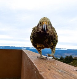 Kea bird on the Kepler Track
