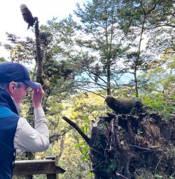 Kea birds on the Kepler Track