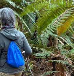 Kepler Track New Zealand Ferns 