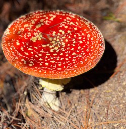 Mushrooms