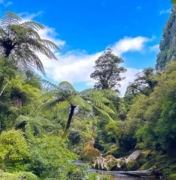 Paparoa National Park walking and hiking tours