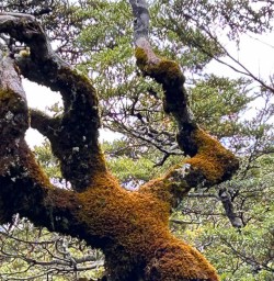 Paparoa National Park