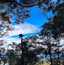 Silhouette of a kea bird