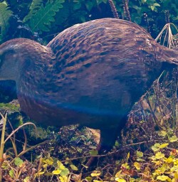 Weka bird
