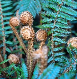 Aspiring national park new zealand adventure tours