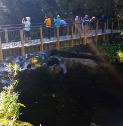 Chasm Bridge