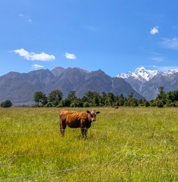 Cow at Lake Matheson walk, West Coast New Zealand