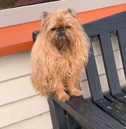 Dog in stewart island2