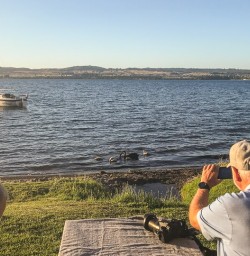 Ducks at Lake Taupo, Waikato New Zealand