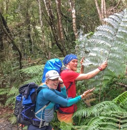 Huge fern at Tongariro Alpine Crossing, Tongariro National Park  Manawatu-Wanganui New Zealand