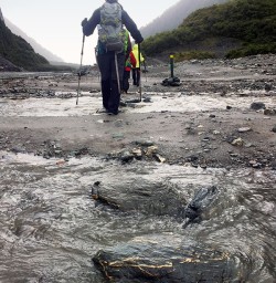 Fox Glacier Hiking