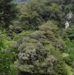 Thunder Creek Falls, Haast Pass Otago New Zealand
