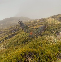 Kea at Aoraki Mount Cook, Canterbury New Zealand