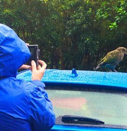 A cheeky Kea putting on a show