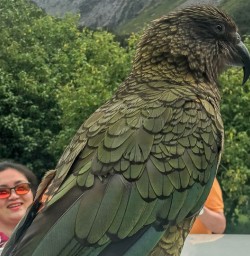 Kea at Monkey Creek, Fiordland National Park Southland New Zealand