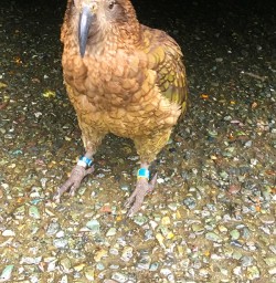 Cheeky Kea Bird at Milford Sound