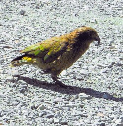 The cheeky Keas are always entertaining. Fiordland National Park.