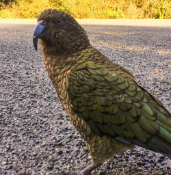 Kea at Milford Sound, Fiordland New Zealand