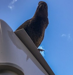 Kea at Milford Sound, Fiordland New Zealand