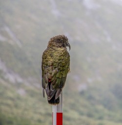 Kea Milford Sound, Fiordland New Zealand