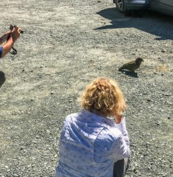 Kea at Monkey Creek, Fiordland National Park Southland New Zealand