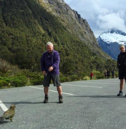 Kea at Monkey Creek, Fiordland National Park Southland New Zealand