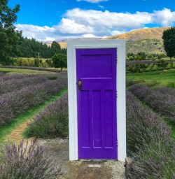 Lavender farm Wanaka