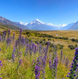 Mount Cook lupins