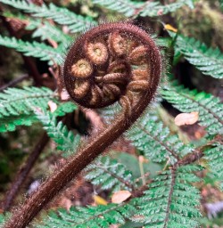 Native Fern blooming