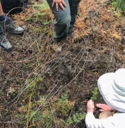 Planting Tree at Mou Waho Island, Lake Wanaka New Zealand