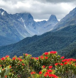 Pohutukawa Flowers at Routeburn Track,  Fiordland National Park Southland New Zealand