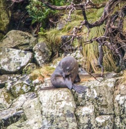 Seal at Milford Sound, Fiordland National Park Southland New Zealand