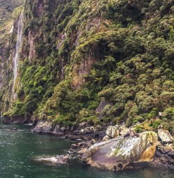 Seals at Milford Sound, Fiordland New Zealand