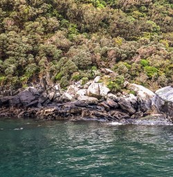 Seals at Milford Sound, Fiordland New Zealand