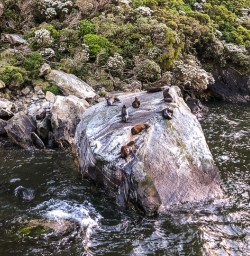 Seals at Milford Sound, Fiordland New Zealand