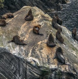 Seals at Milford Sound, Fiordland National Park Southland New Zealand