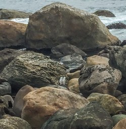 Seals and Penguins Martins Bay, Fiordland National Park Southland New Zealand