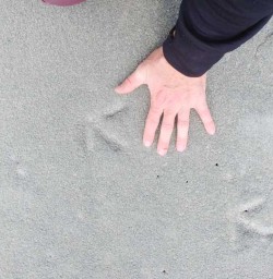 Stewart Island