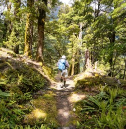 4. Siberia Valley beech forest