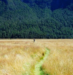 A pathway through the grasses in the incredible  Eglinton Valley