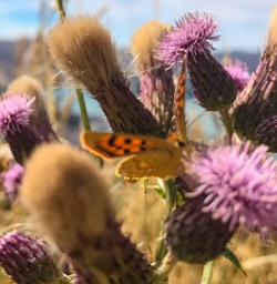 Wild flowers and butterflies Christchurch